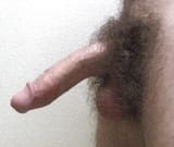 bush bush 446
