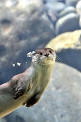IMG_4547