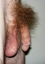 bush ee