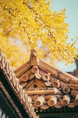 beijing gingko tree
