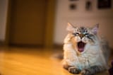 catyawn