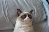 grump6767