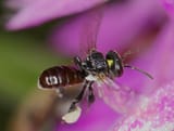 sugarbag bee