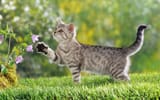 british cat