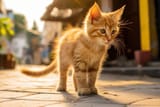 Orange Kitten