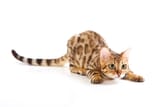 Cat 01