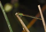 new forest dragonfly