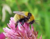 Bombus distinguendus