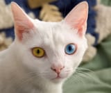 cat with homophobia