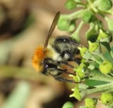 Bombus pascuorum