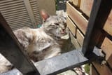 brick cat
