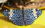 Hamadryas Amdrimone