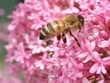 Bee Pink Blossom