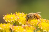 Bee Japan