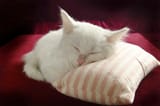 pillow cat