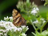 orange mawping on mistflower honduras