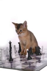 chess cat