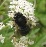 Anthophora retusa 