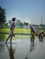 rice farming india