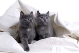 grey cats