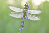 aeshna affinis near brandenburg
