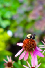 Bee Quebec