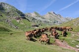horse bunch in pyrenees