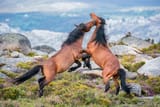 wild horses fighting