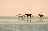 horses near dunes of jericoacora