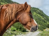 majestic portrait