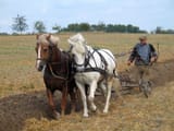 german farmer plowing with two horses