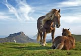 biandintz horses