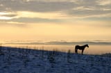 lone horse on hill