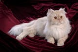 furry cat