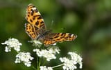 map butterfly germany