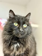 cat portrait pretty