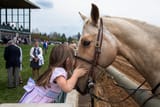horse meet