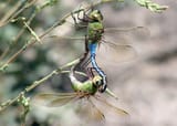 common green darner