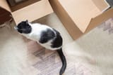 cat among boxes