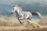galloping on the dust