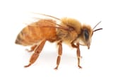 apis white