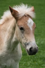 haflinger