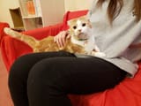 cat cafe