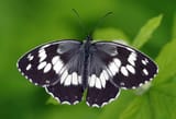 Butterfly_Syrian_Marbled_White_-_Melanargia_syriaca