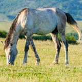 eating the grass in pasture