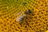 sunflower honeybee