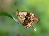 african-swallowtail-butterfly