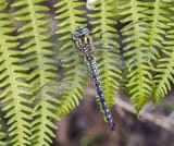 brachytron pratense on fern