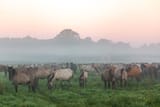 group in misty field