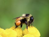 bumble michigan